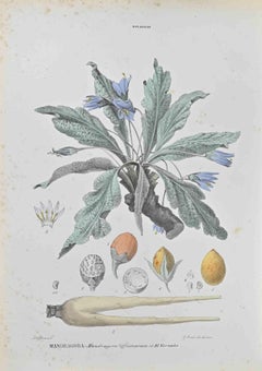 Mandragora - Litografía de Vincenzo Tenore - Años 1870
