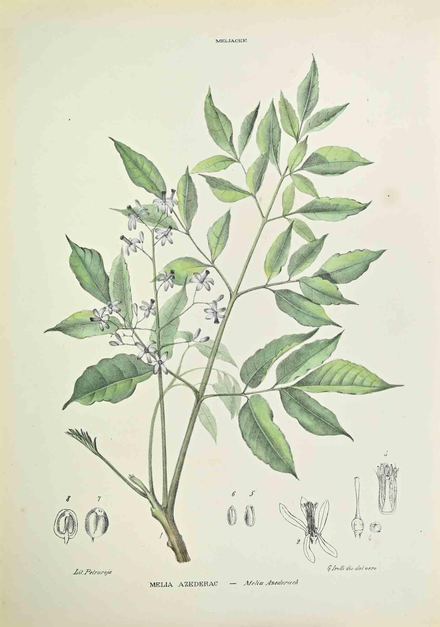 Lithograph hand watercolored.

Belongs to the Series "Atlante di Botanica popolare ossia Illustrazione di Piante Notevoli di ogni famiglia" (Atlas of popular botany or illustration of notable plants of each family), published in Napoli, by Raimondo
