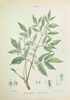 Melia Azedarach - Litografía de Vincenzo Tenore - Años 1870