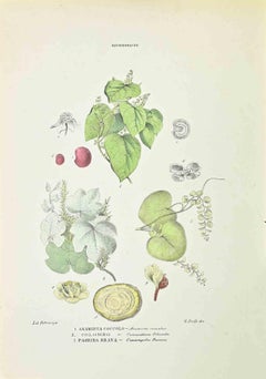 Menispermaceae – Lithographie von Vincenzo Tenore – 1870er Jahre