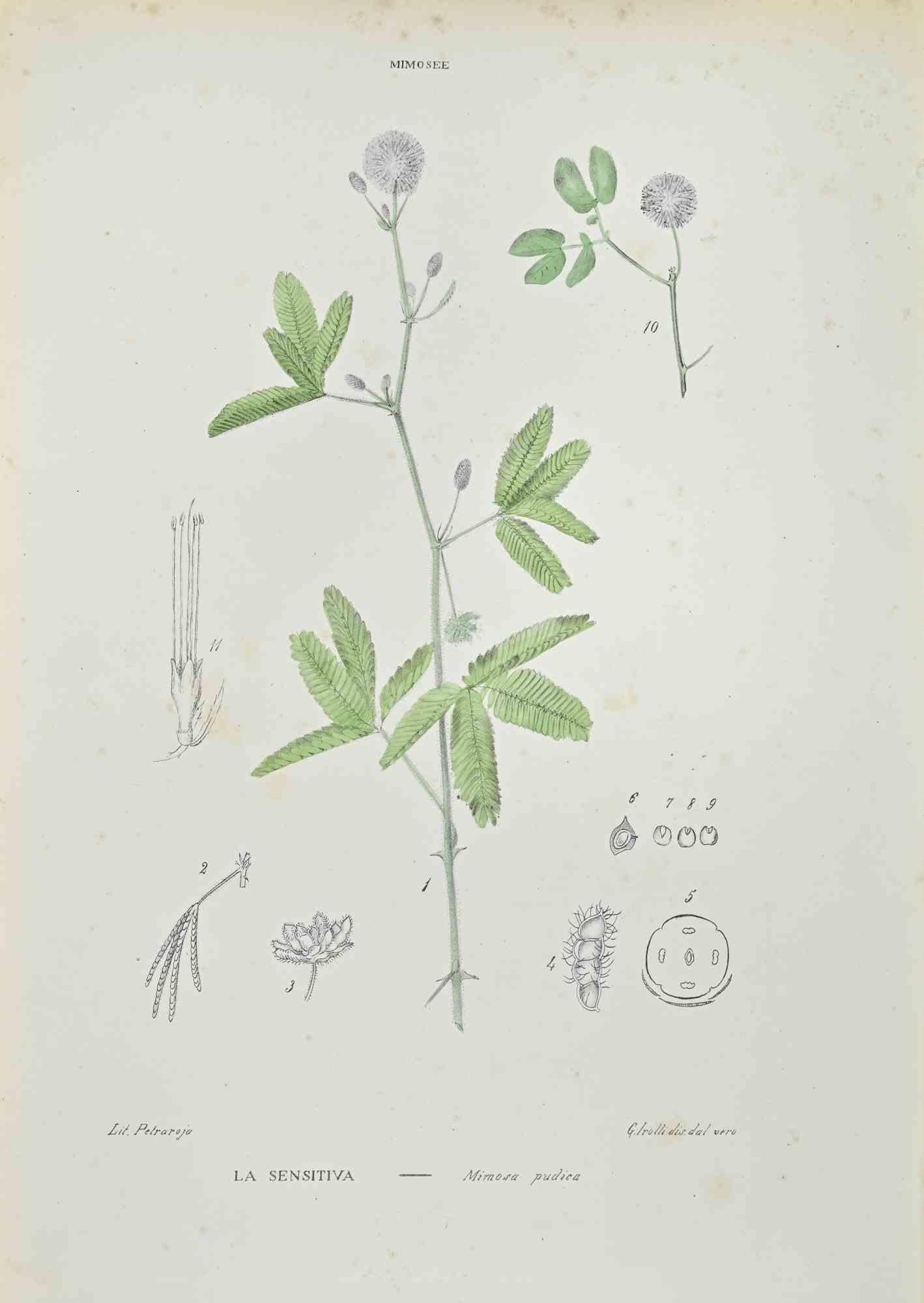 Lithograph hand watercolored.

Belongs to the Series "Atlante di Botanica popolare ossia Illustrazione di Piante Notevoli di ogni famiglia" (Atlas of popular botany or illustration of notable plants of each family), published in Napoli, by Raimondo
