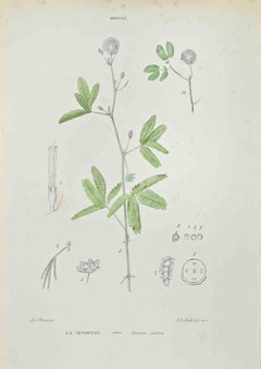 Mimosa Pudica - Litografía de Vincenzo Tenore - Años 1870