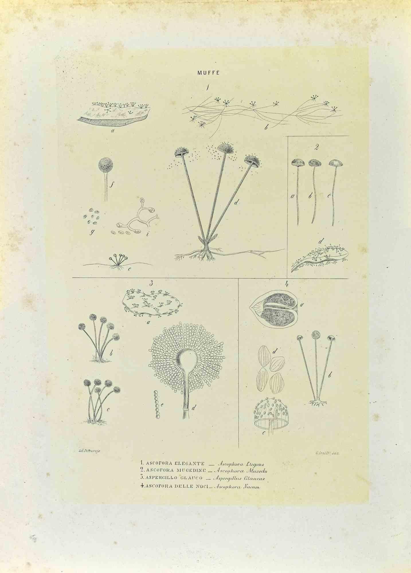Lithograph.

Belongs to the Series "Atlante di Botanica popolare ossia Illustrazione di Piante Notevoli di ogni famiglia" (Atlas of popular botany or illustration of notable plants of each family), published in Napoli, by Raimondo Petrajola, in