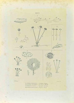 Molds – Lithographie von Vincenzo Tenore – 1870er Jahre
