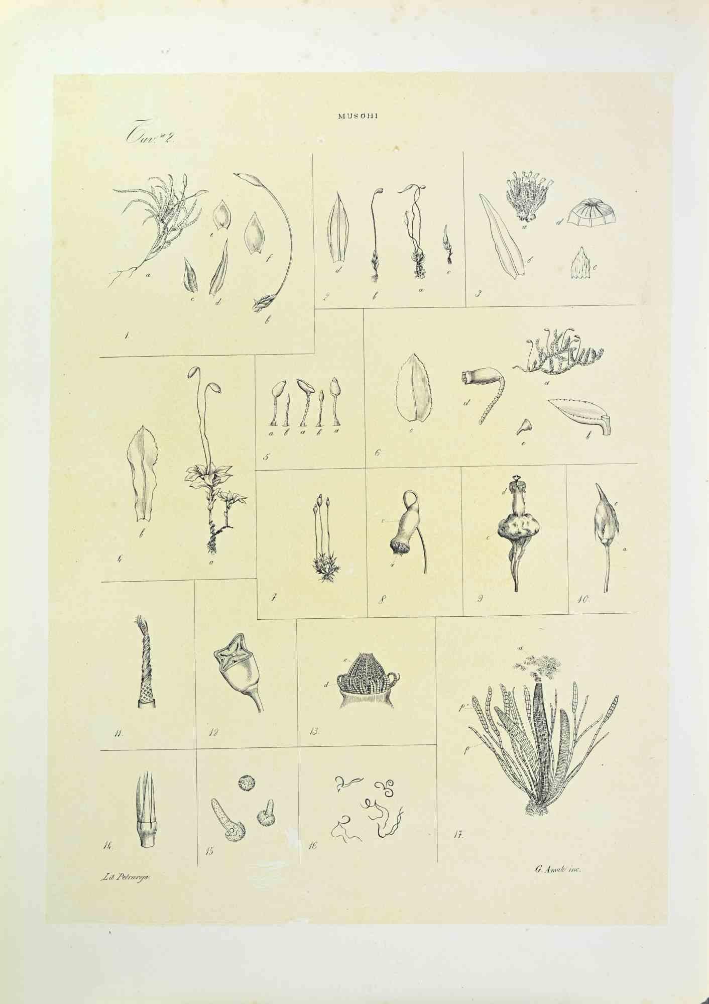 Lithograph.

Belongs to the Series "Atlante di Botanica popolare ossia Illustrazione di Piante Notevoli di ogni famiglia" (Atlas of popular botany or illustration of notable plants of each family), published in Napoli, by Raimondo Petrajola, in