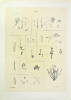 Mosses - Lithograph by Vincenzo Tenore - 1870s