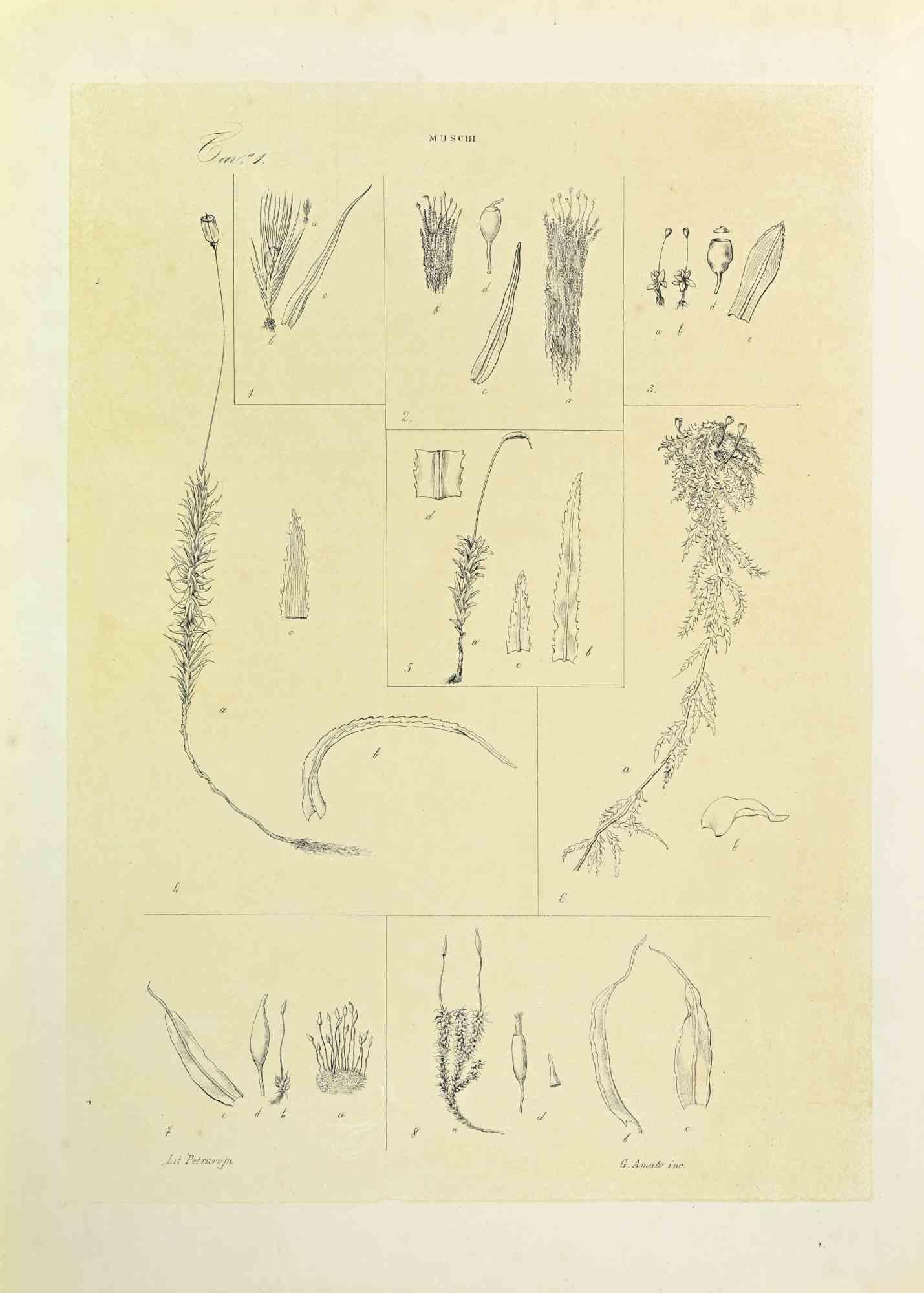 Lithograph.

Belongs to the Series "Atlante di Botanica popolare ossia Illustrazione di Piante Notevoli di ogni famiglia" (Atlas of popular botany or illustration of notable plants of each family), published in Napoli, by Raimondo Petrajola, in