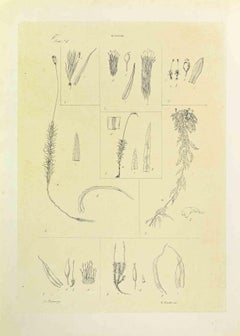 Mosses - Lithograph by Vincenzo Tenore - 1870s