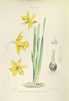 Narcissus Trombone - Lithograph by Vincenzo Tenore - 1870s