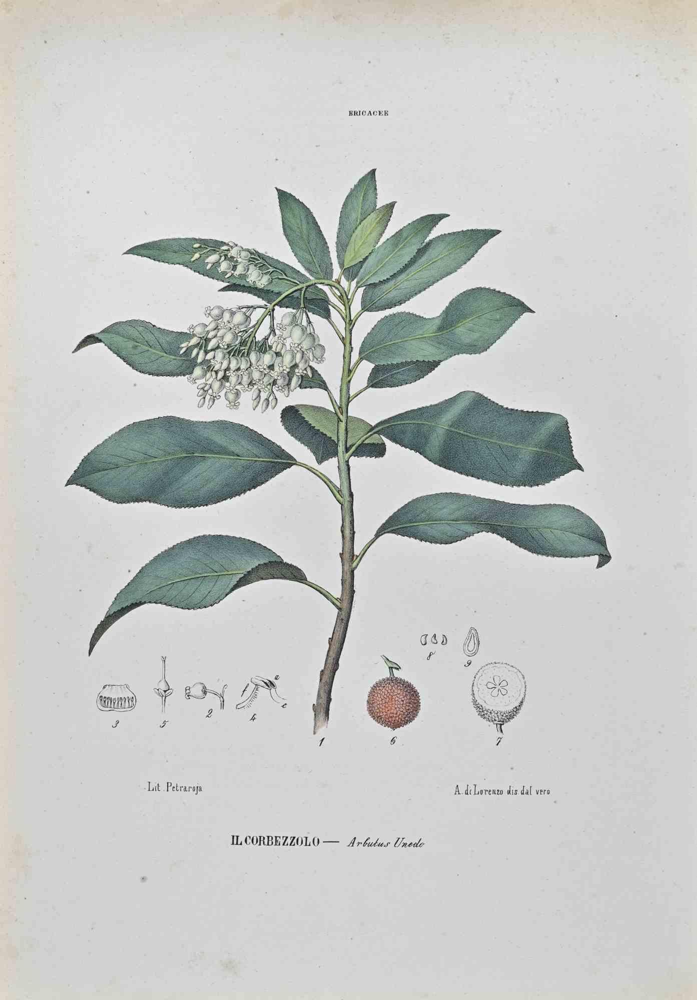 Lithograph hand watercolored.

Belongs to the Series "Atlante di Botanica popolare ossia Illustrazione di Piante Notevoli di ogni famiglia" (Atlas of popular botany or illustration of notable plants of each family), published in Napoli, by Raimondo