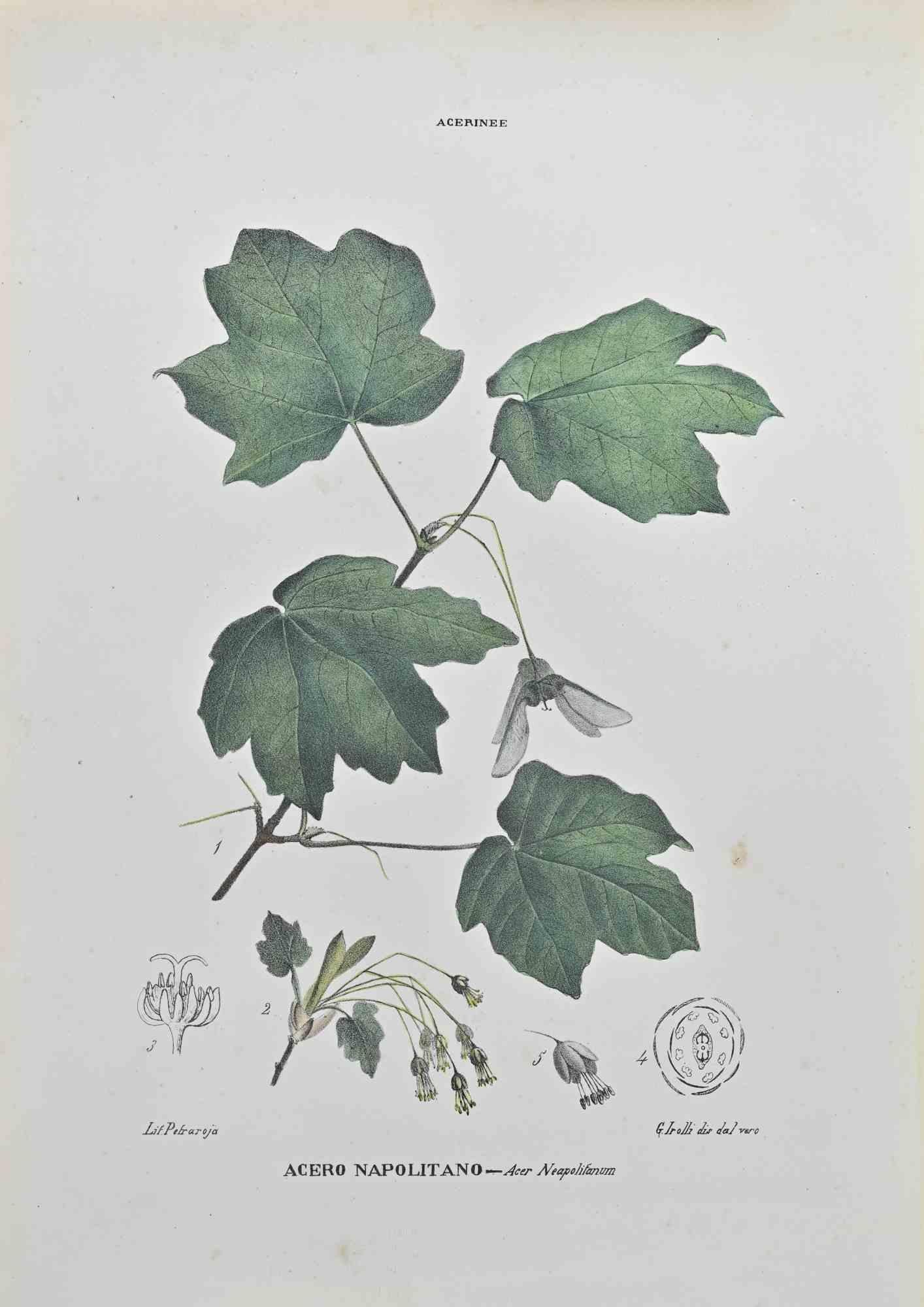 Lithograph hand watercolored.

Belongs to the Series "Atlante di Botanica popolare ossia Illustrazione di Piante Notevoli di ogni famiglia" (Atlas of popular botany or illustration of notable plants of each family), published in Napoli, by Raimondo