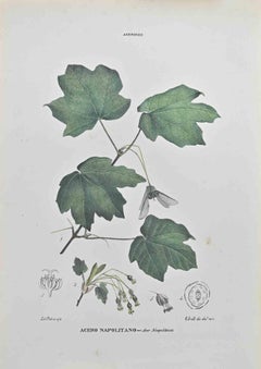 Neapolitanisches Ahorn – Lithographie von Vincenzo Tenore – 1870er Jahre