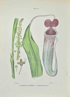 Nepenthe in Amphora – Lithographie von Vincenzo Tenore – Vincenzo Tenore – 1870er Jahre