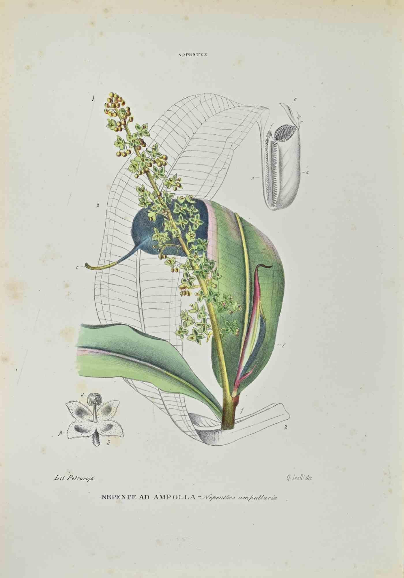 Lithograph hand watercolored.

Belongs to the Series "Atlante di Botanica popolare ossia Illustrazione di Piante Notevoli di ogni famiglia" (Atlas of popular botany or illustration of notable plants of each family), published in Napoli, by Raimondo
