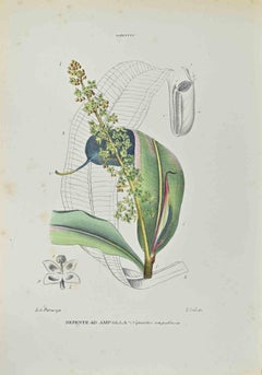 Nepenthes in Ampolla – Lithographie von Vincenzo Tenore, Vincenzo Tenore, 1870er Jahre