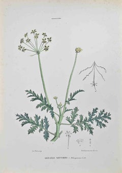 Antique Night Geranium - Lithograph by Vincenzo Tenore - 1870s