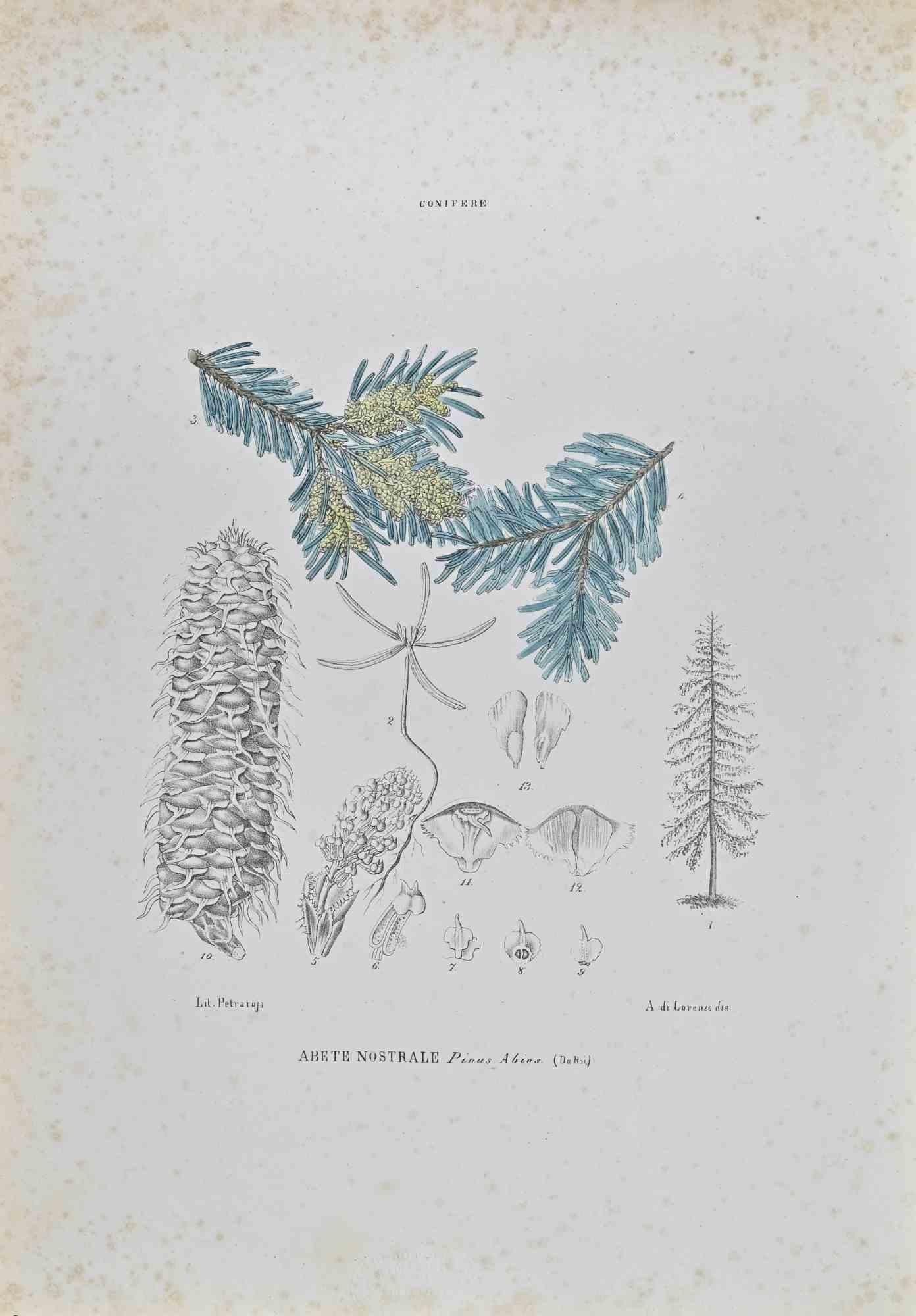 Lithograph hand watercolored.

Belongs to the Series "Atlante di Botanica popolare ossia Illustrazione di Piante Notevoli di ogni famiglia" (Atlas of popular botany or illustration of notable plants of each family), published in Napoli, by Raimondo