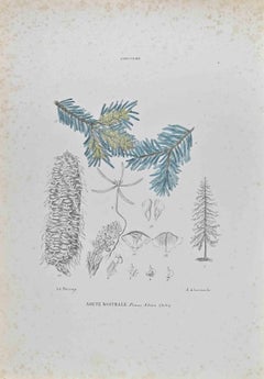 Fir Nostral - Lithographie de Vincenzo Tenore - années 1870