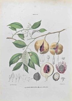 Nutmeg - Lithograph by Vincenzo Tenore - 1870s