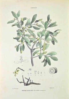 Mistletoe aus Eichenholz – Lithographie von Vincenzo Tenore – 1870er Jahre