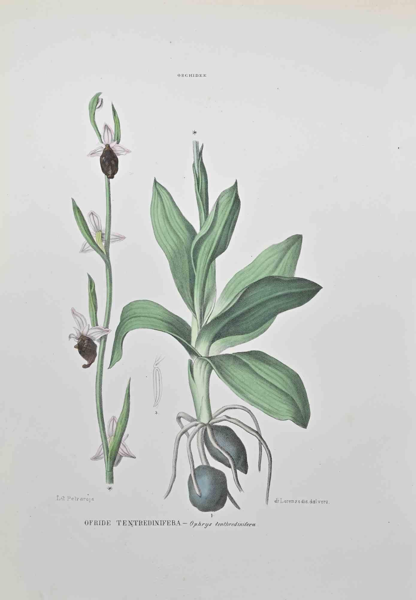 Lithographie aquarellée à la main.

Appartient à la série "Atlante di Botanica popolare ossia Illustrazione di Piante Notevoli di ogni famiglia" (Atlas de botanique populaire ou illustration des plantes remarquables de chaque famille), publiée à