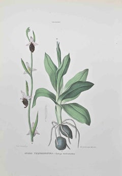 Ophrys Tenthredinifera - Litografia di Vincenzo Tenore - 1870