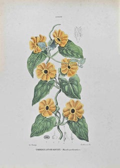 Tumbergia a fiori d'arancio - Litografia di Vincenzo Tenore - Anni '70 del XIX secolo