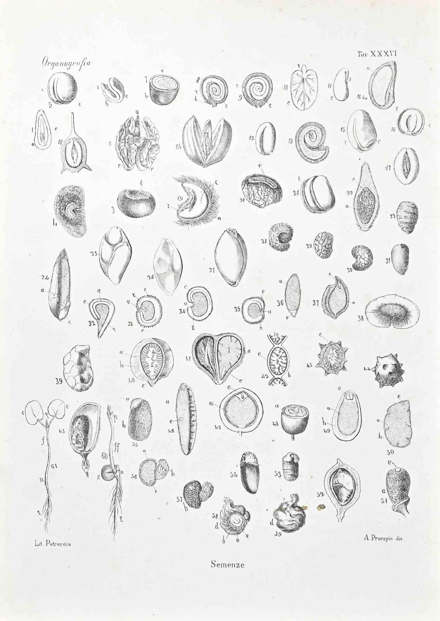 Litografía.

Pertenece a la Serie "Atlante di Botanica popolare ossia Illustrazione di Piante Notevoli di ogni famiglia" (Atlas de botánica popular o ilustración de plantas notables de cada familia), publicada en Nápoles, por Raimondo Petrajola, en