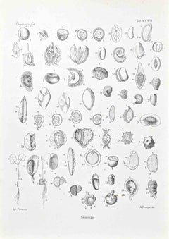 Organographie – Lithographie von Vincenzo Tenore – 1870er Jahre