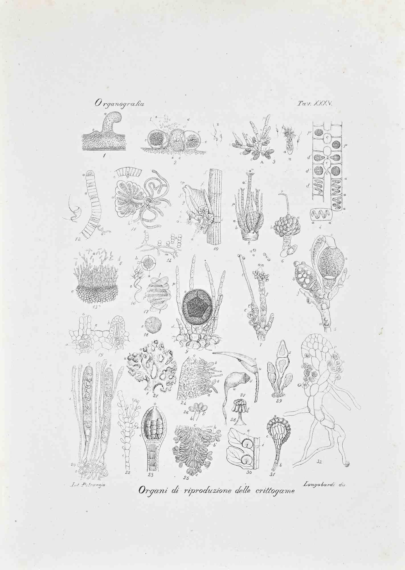 Litografía.

Pertenece a la Serie "Atlante di Botanica popolare ossia Illustrazione di Piante Notevoli di ogni famiglia" (Atlas de botánica popular o ilustración de plantas notables de cada familia), publicada en Nápoles, por Raimondo Petrajola, en