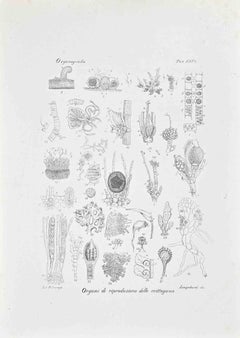 Organographie – Lithographie von Vincenzo Tenore – 1870er Jahre