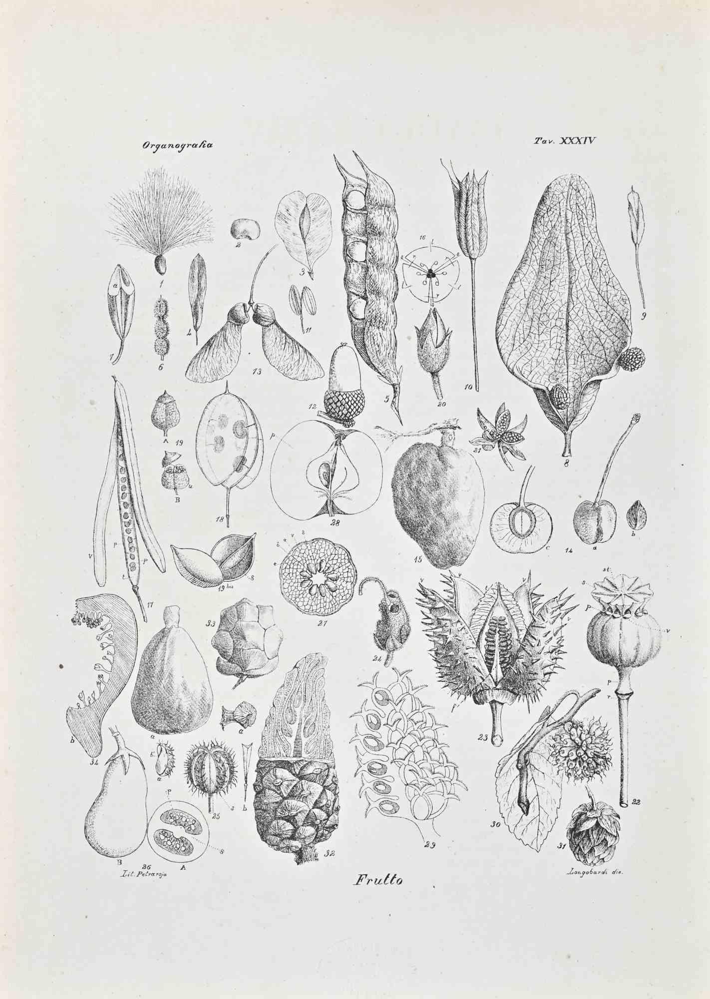 Lithograph.

Belongs to the Series "Atlante di Botanica popolare ossia Illustrazione di Piante Notevoli di ogni famiglia" (Atlas of popular botany or illustration of notable plants of each family), published in Napoli, by Raimondo Petrajola, in