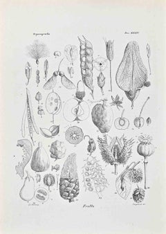 Organography - Lithograph by Vincenzo Tenore - 1870s