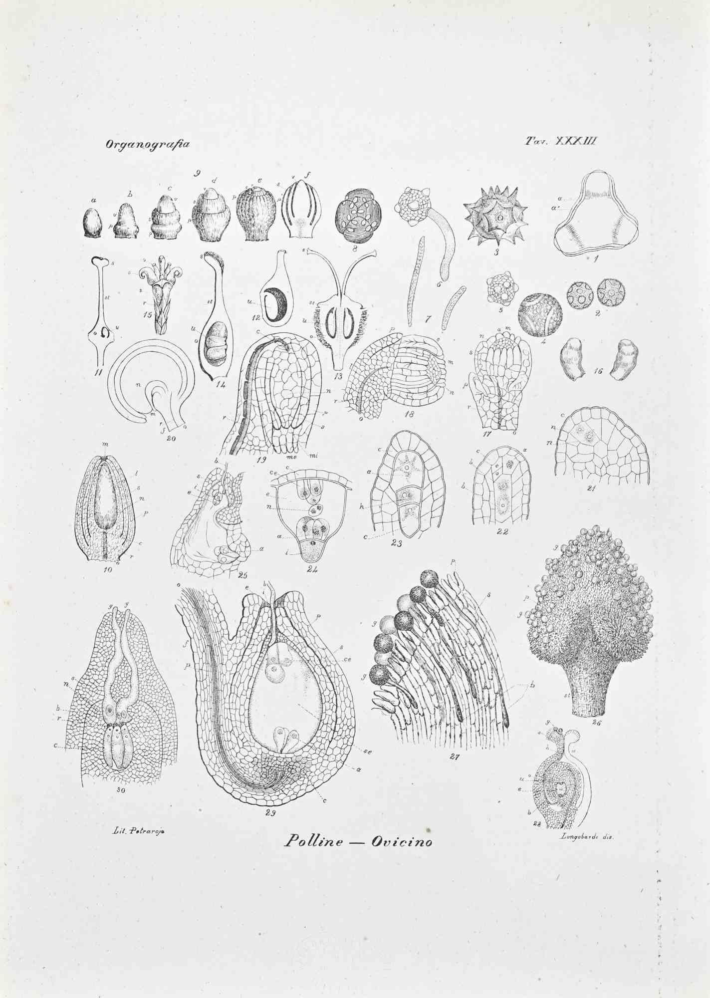 Litografía.

Pertenece a la Serie "Atlante di Botanica popolare ossia Illustrazione di Piante Notevoli di ogni famiglia" (Atlas de botánica popular o ilustración de plantas notables de cada familia), publicada en Nápoles, por Raimondo Petrajola, en