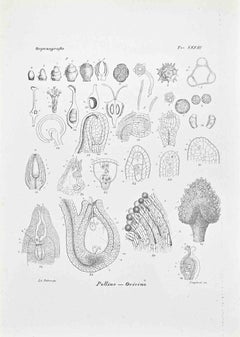 Organografia - Litografia di Vincenzo Tenore - Anni '70 del XIX secolo