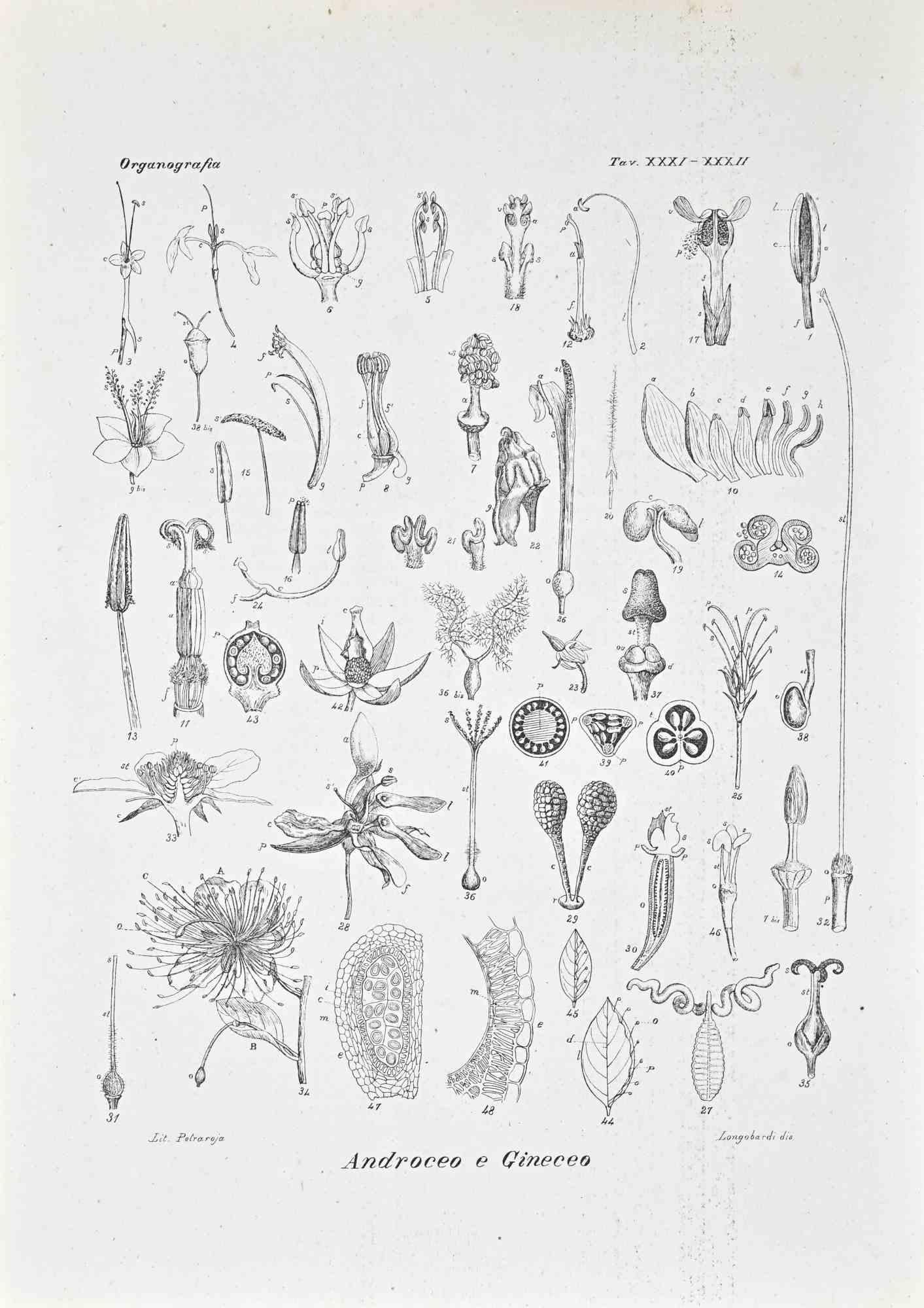 Lithograph.

Belongs to the Series "Atlante di Botanica popolare ossia Illustrazione di Piante Notevoli di ogni famiglia" (Atlas of popular botany or illustration of notable plants of each family), published in Napoli, by Raimondo Petrajola, in
