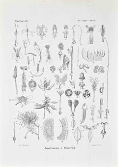 Organographie – Lithographie von Vincenzo Tenore – 1870er Jahre