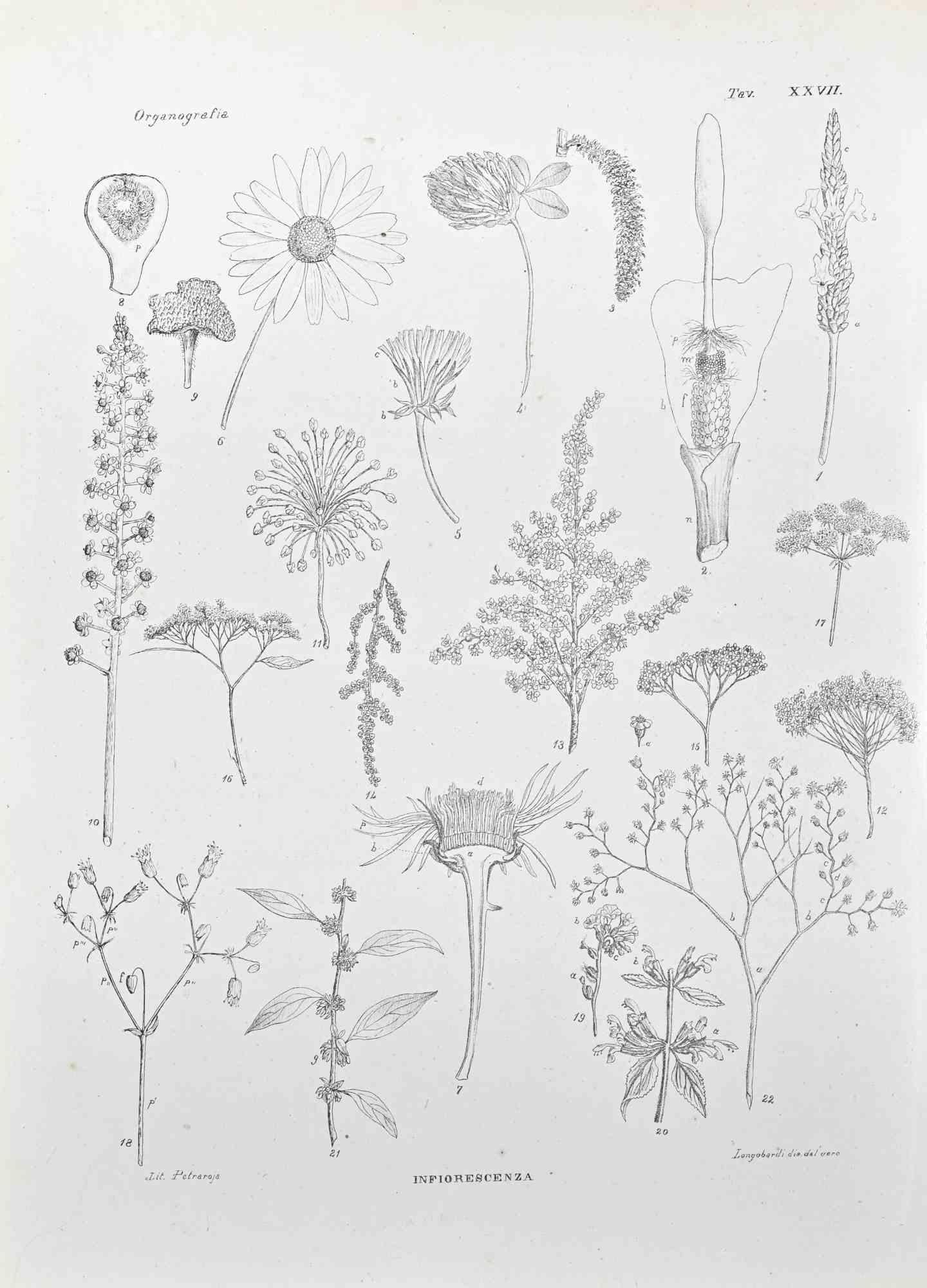 Lithograph.

Belongs to the Series "Atlante di Botanica popolare ossia Illustrazione di Piante Notevoli di ogni famiglia" (Atlas of popular botany or illustration of notable plants of each family), published in Napoli, by Raimondo Petrajola, in