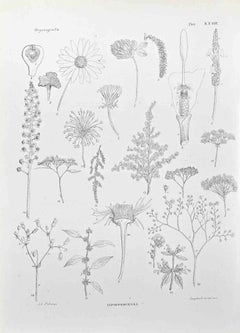 Organography - Lithograph by Vincenzo Tenore - 1870s