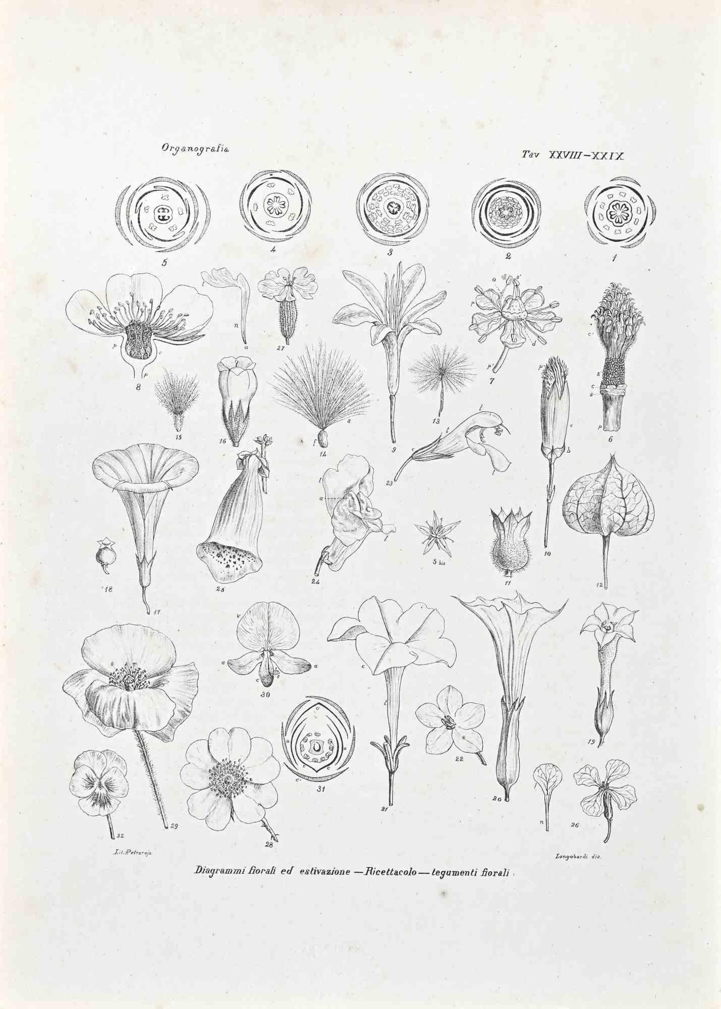 Lithografie.

Gehört zur Reihe "Atlante di Botanica popolare ossia Illustrazione di Piante Notevoli di ogni famiglia" (Atlas der volkstümlichen Botanik oder Illustration bemerkenswerter Pflanzen jeder Familie), veröffentlicht in Neapel, von Raimondo