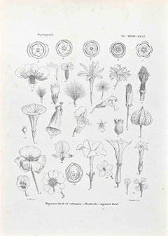 Organographie – Lithographie von Vincenzo Tenore – 1870er Jahre