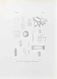 Organographie – Lithographie von Vincenzo Tenore – 1870er Jahre