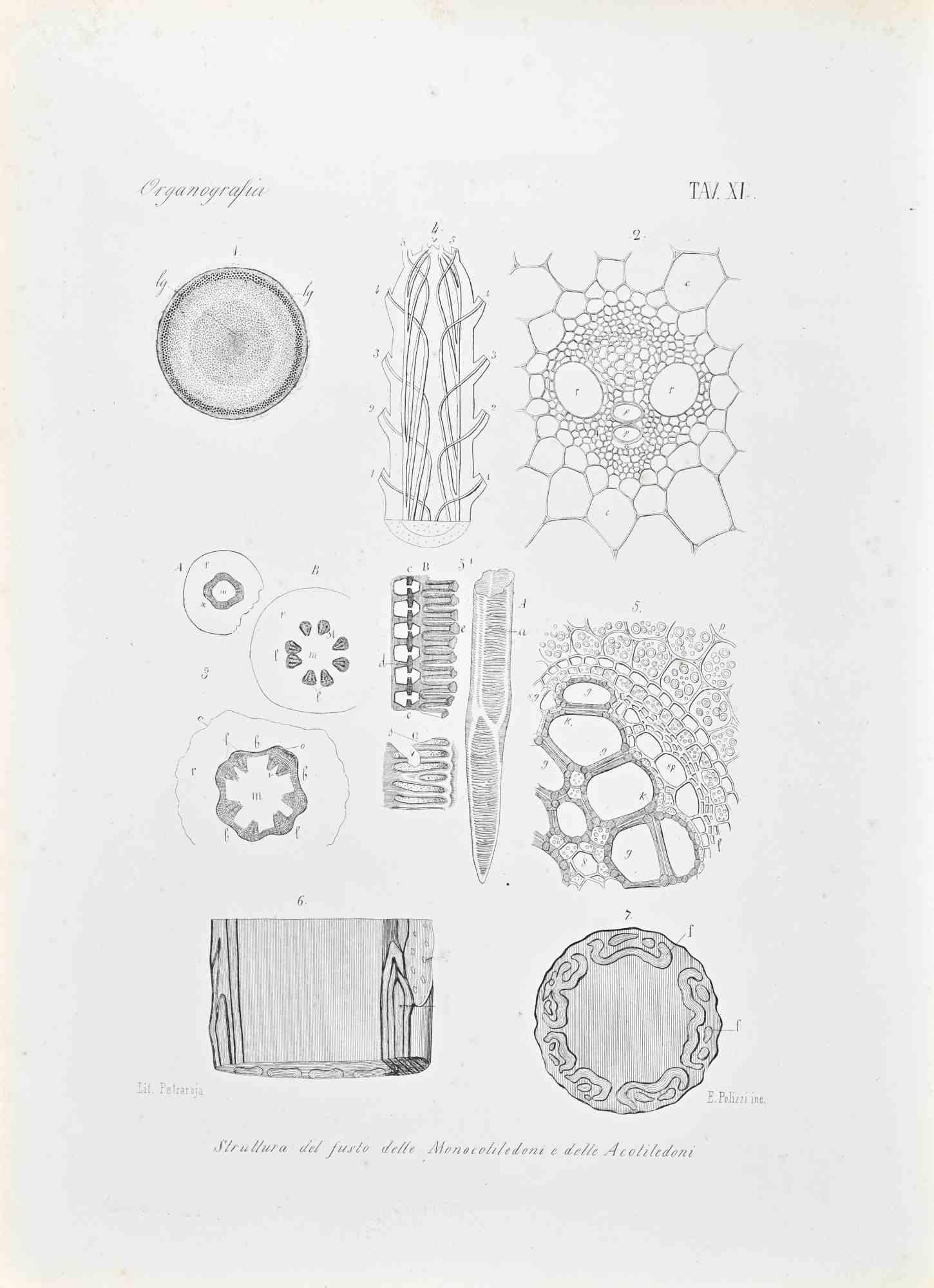 Organographie – Lithographie von Vincenzo Tenore – 1870er Jahre
