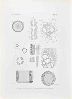 Organographie – Lithographie von Vincenzo Tenore – 1870er Jahre