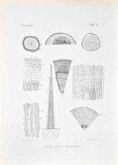 Organography - Lithograph by Vincenzo Tenore - 1870s