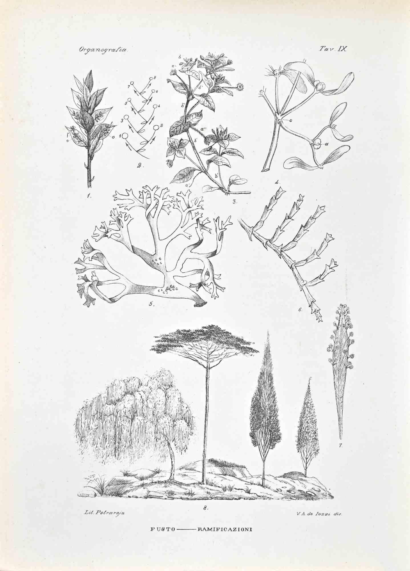 Litografía.

Pertenece a la Serie "Atlante di Botanica popolare ossia Illustrazione di Piante Notevoli di ogni famiglia" (Atlas de botánica popular o ilustración de plantas notables de cada familia), publicada en Nápoles, por Raimondo Petrajola, en