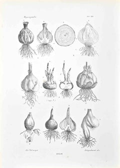 Organographie – Lithographie von Vincenzo Tenore – 1870er Jahre