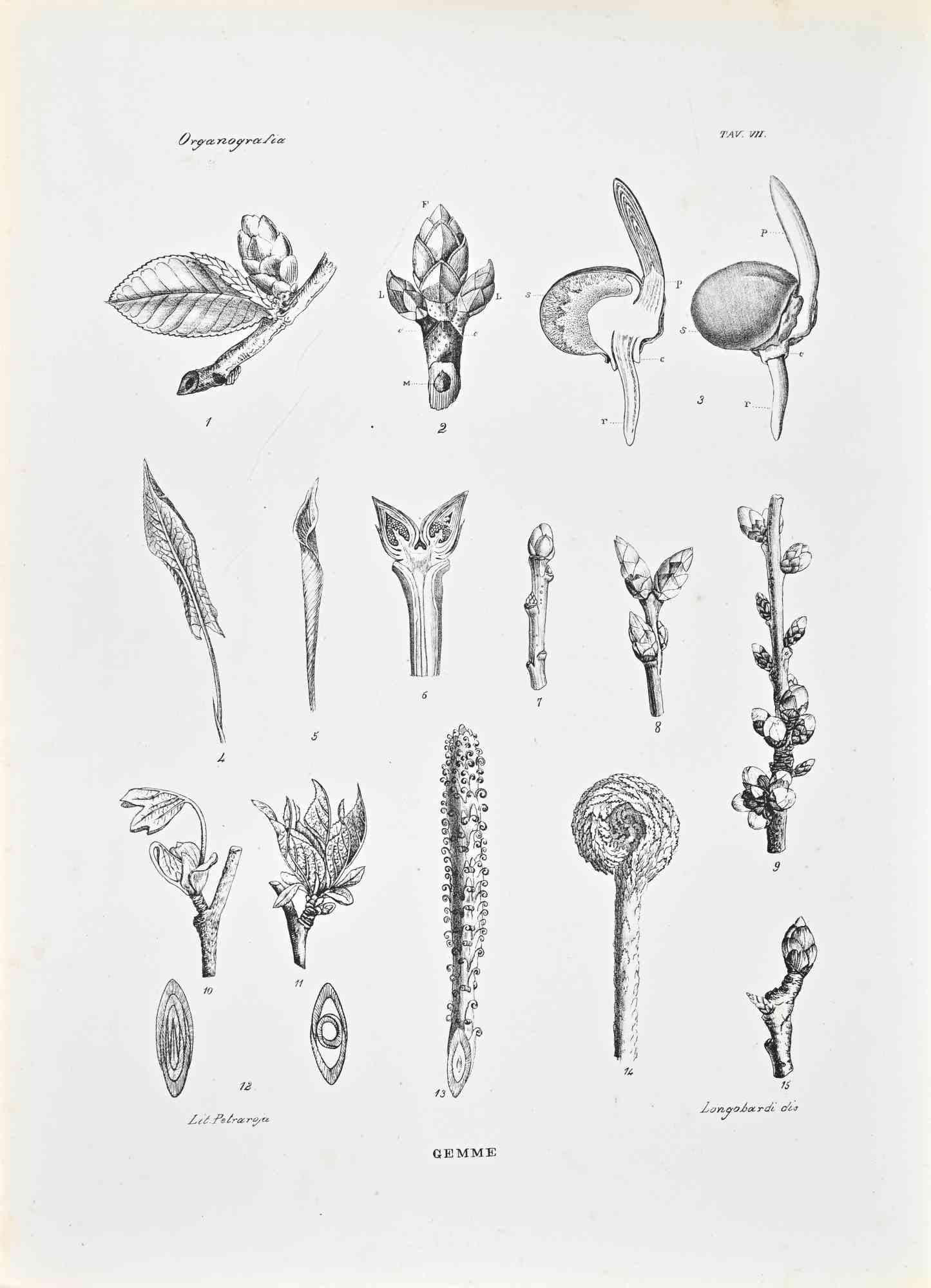 Litografia.

Appartiene alla Collana "Atlante di Botanica popolare ossia Illustrazione di Piante Notevoli di ogni famiglia", pubblicata a Napoli, da Raimondo Petrajola, nel 1872/76.

Questa è la prima edizione di una popolare suite che illustra in