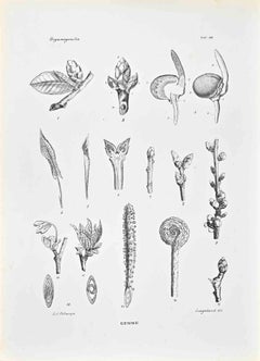 Organographie – Lithographie von Vincenzo Tenore – 1870er Jahre