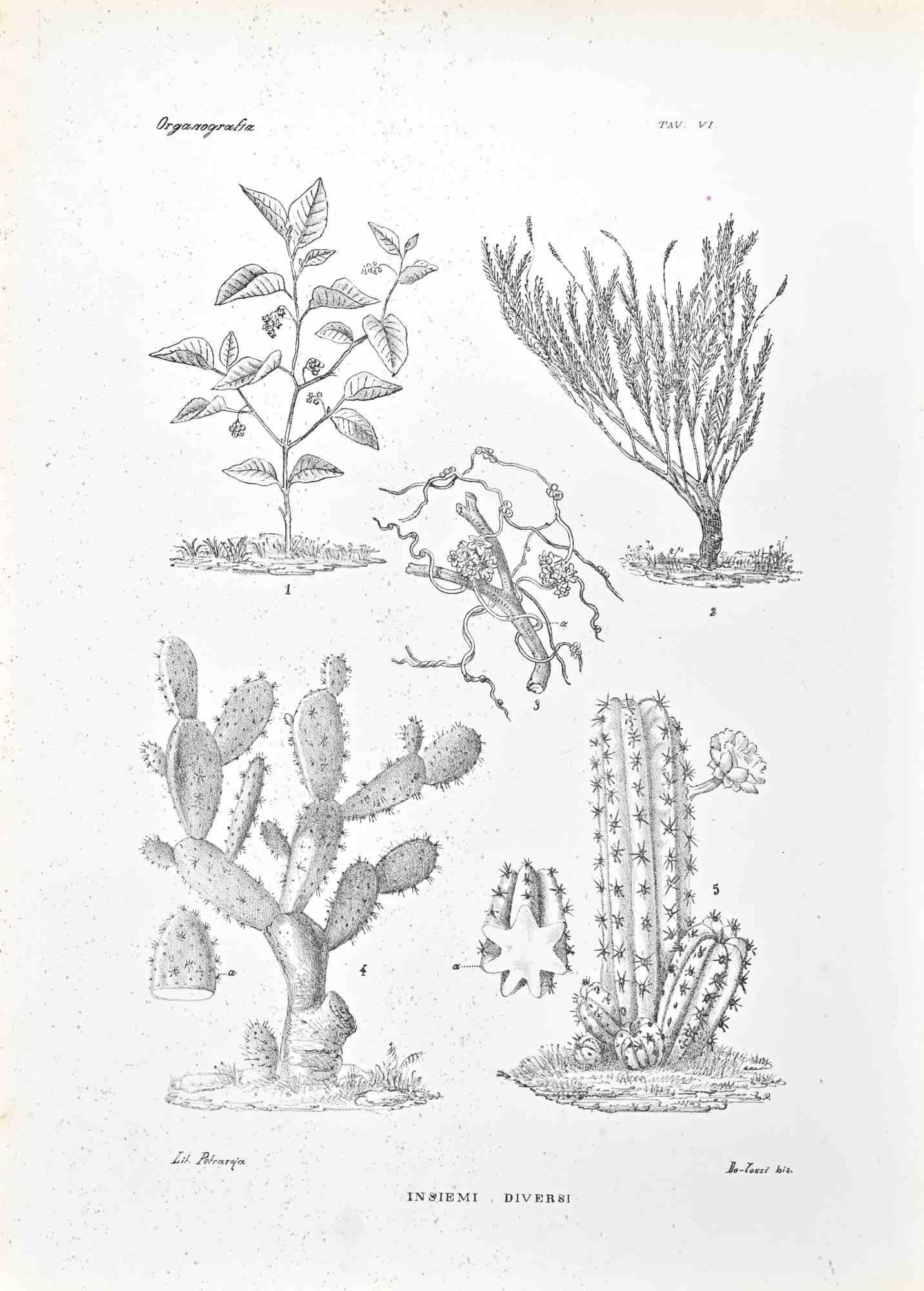 Lithograph.

Belongs to the Series "Atlante di Botanica popolare ossia Illustrazione di Piante Notevoli di ogni famiglia" (Atlas of popular botany or illustration of notable plants of each family), published in Napoli, by Raimondo Petrajola, in